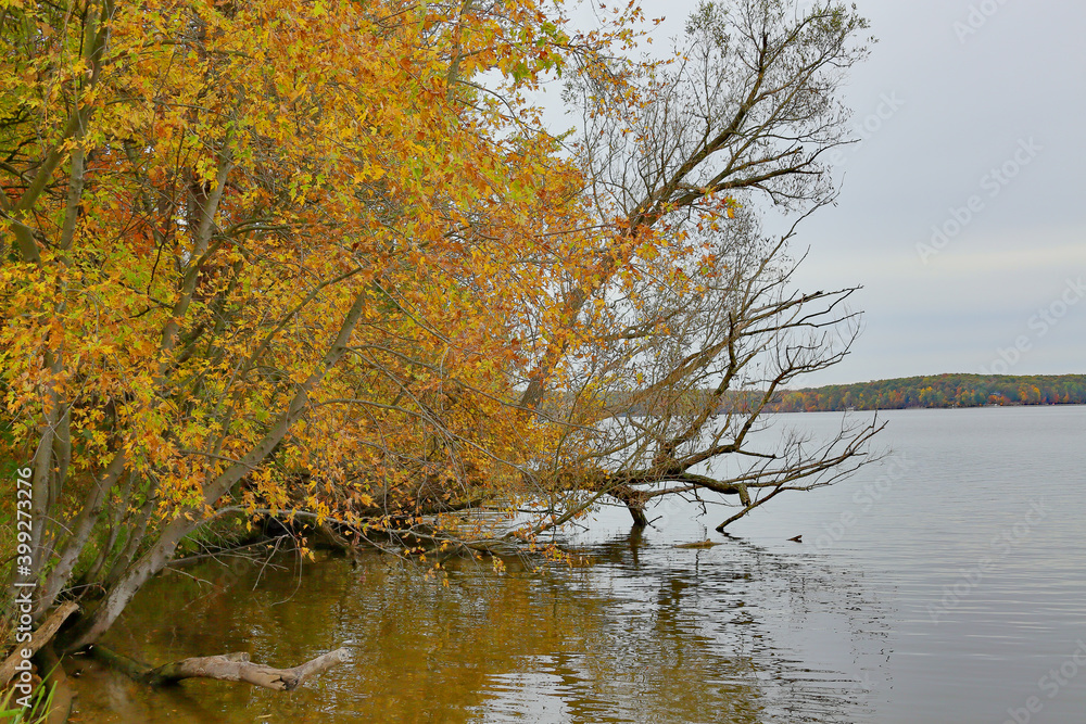 Trees in fall color overhanging a lake's edge