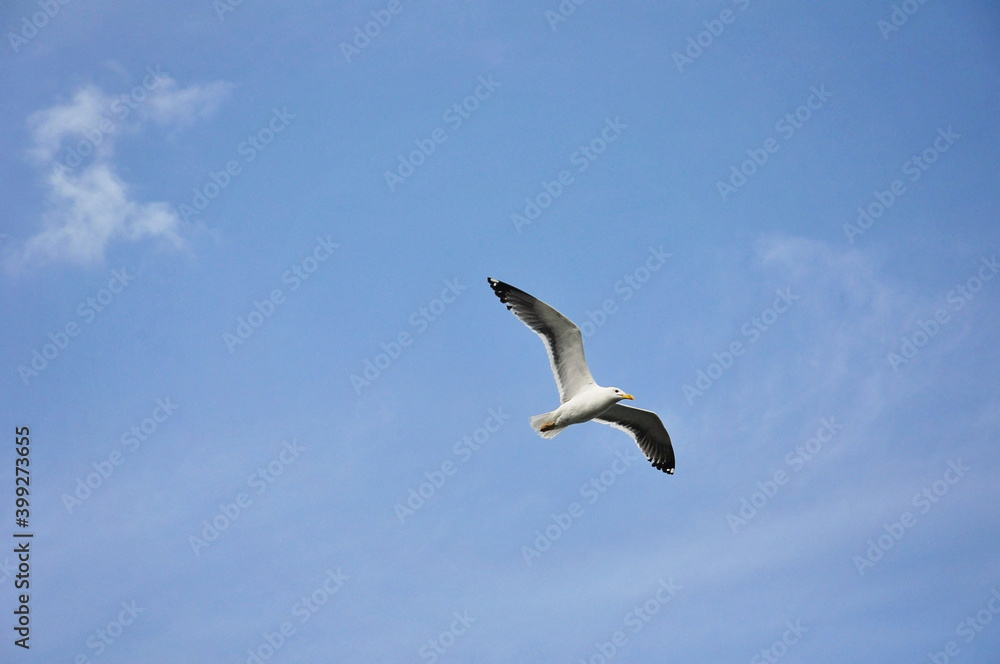 Obraz premium a large gull flies across the blue sky