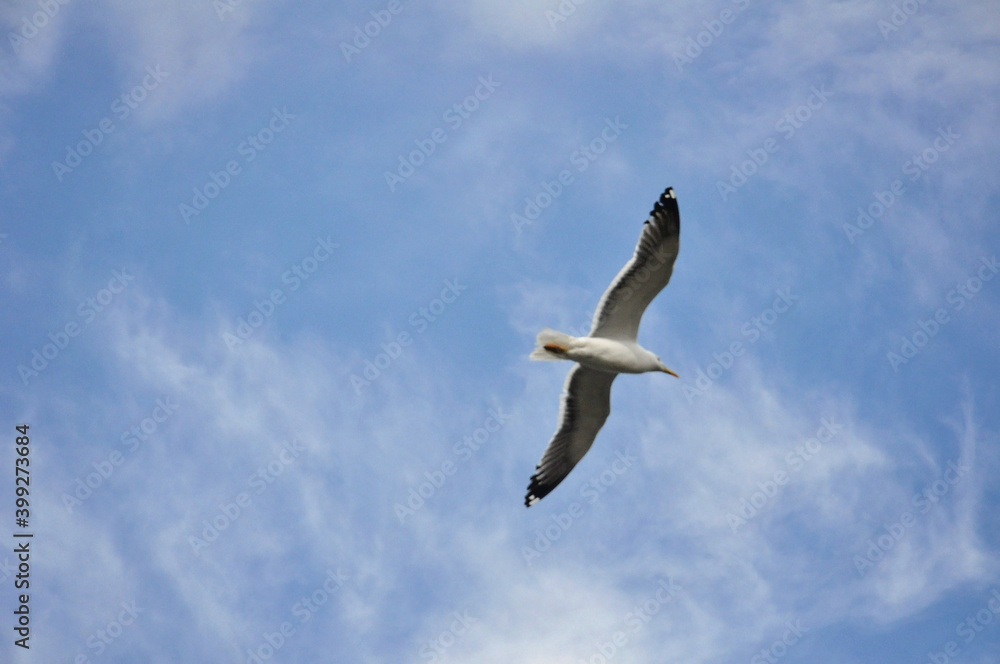 a large gull flies across the blue sky a large gull flies across the blue sky