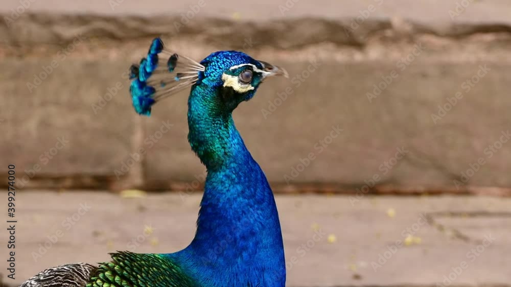 Beautifull peacock closeup of nature wildlife Beautifull peacock closeup of nature wildlife