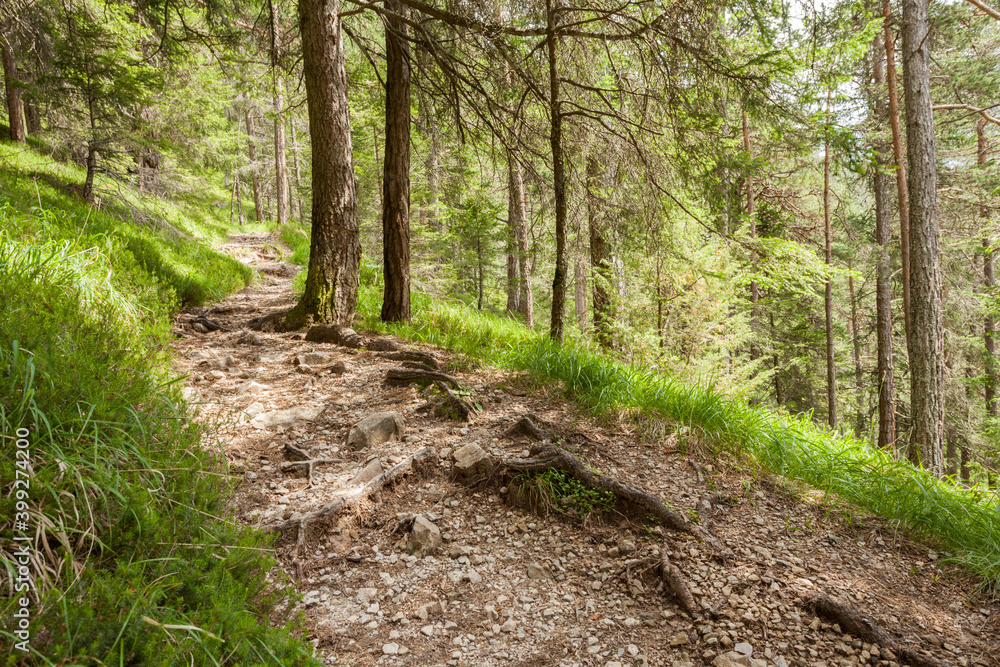 Inside a typical pine forest of the Italian Alps Inside a typical pine forest of the Italian Alps