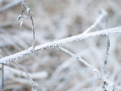 frost on the branches © Cyberbass