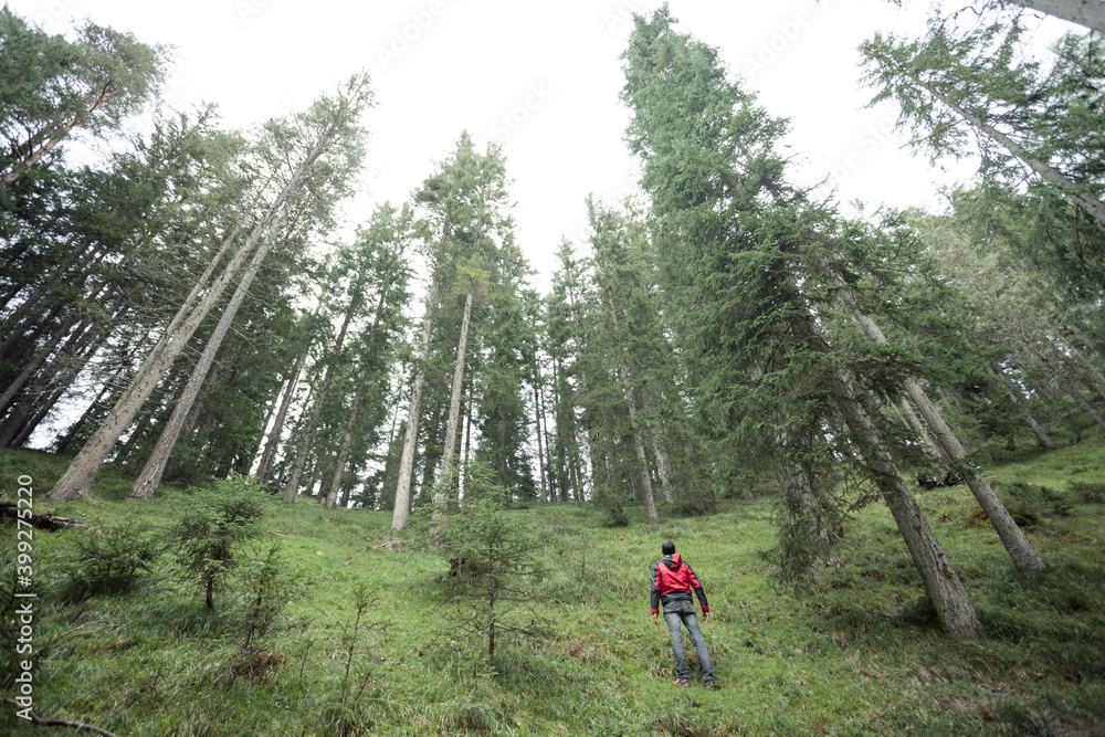 A trekker walking solo among the forest in a cloudy day A trekker walking solo among the forest in a cloudy day