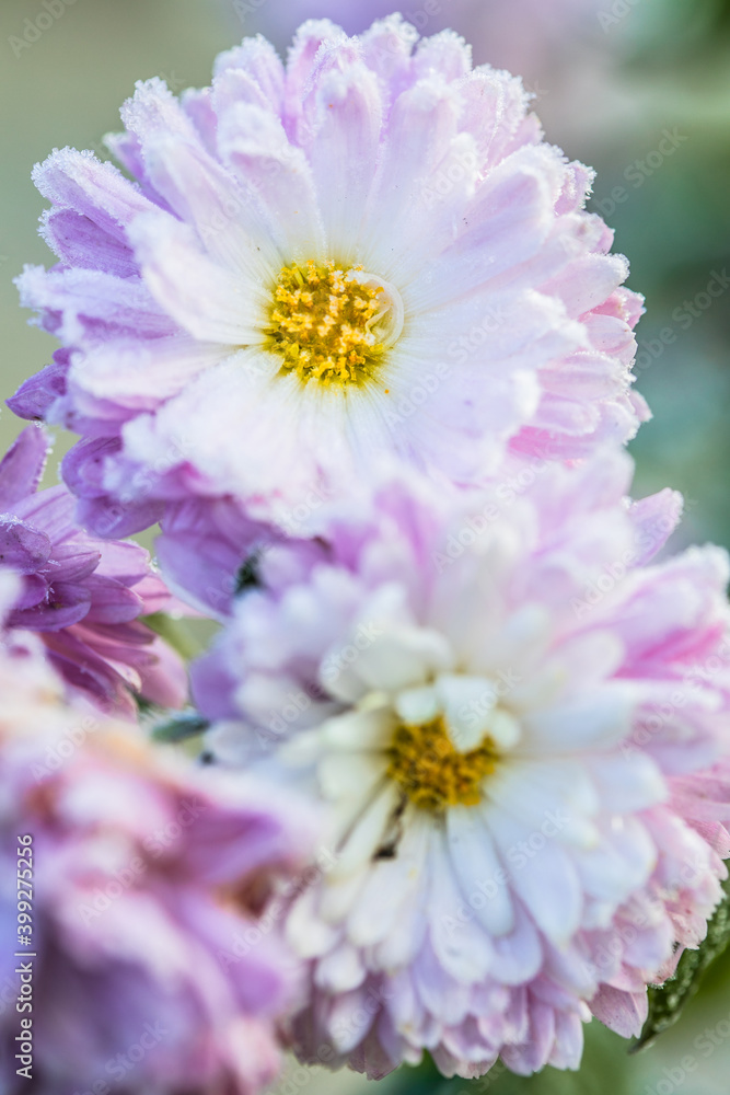 Chrysanthemum flowers close-up in hoarfrost on a blurred background. Chrysanthemum flowers close-up in hoarfrost on a blurred background.