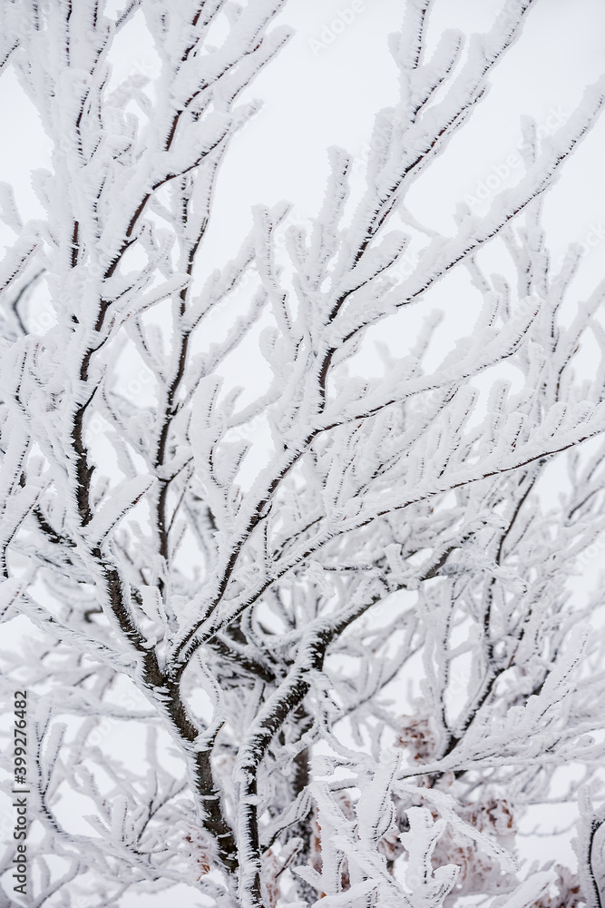 Winter natural background from branches in hoarfrost on a white snowy background. Winter abstraction. Selective focus. Winter natural background from branches in hoarfrost on a white snowy background. Winter abstraction. Selective focus.