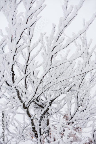 Winter natural background from branches in hoarfrost on a white snowy background. Winter abstraction. Selective focus.