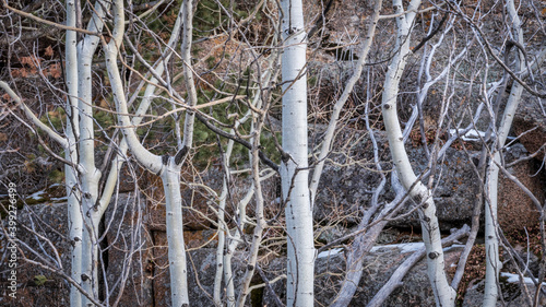 aspen grove and granite rock formation in Vedauwoo Recreation Area, Wyoming,  known to the Arapaho Indians as Land of the Earthborn Spirit, winter scenery photo