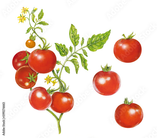 realistic illustration of tomato plant ( Solanum ycopersicum) with leaves, flowers and tomatoes 