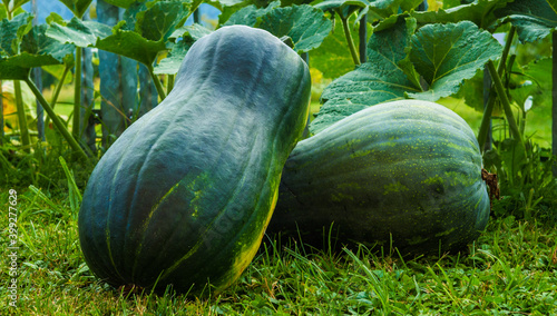 Two big late summer green pumpkins for pumpkin soup.