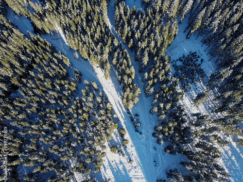 forest in the winter from above