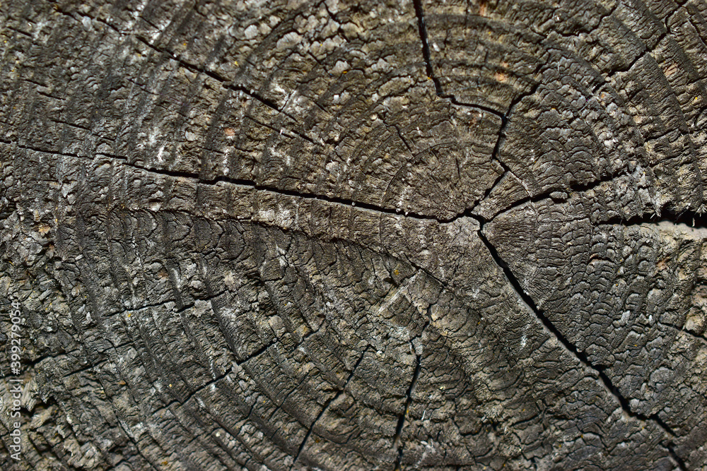 Fototapeta premium Wooden pattern of a slice of the old rotten timber