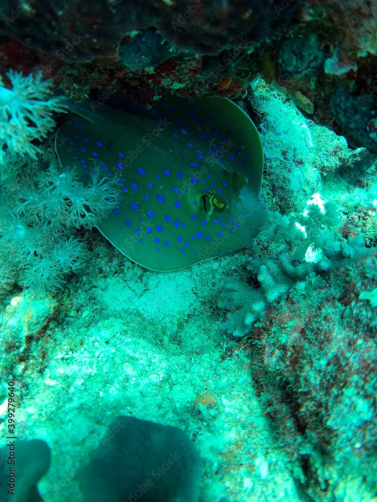 Fototapeta premium coral reef with stingray