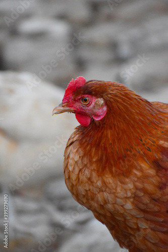 Close up head and neck of a hen, Chicken Head Close-Up