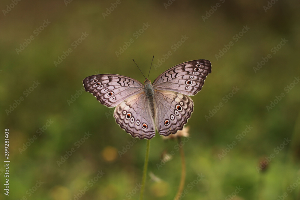 Obraz premium butterfly on a flower