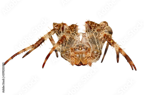 Isolated detailed Spider. White background. 