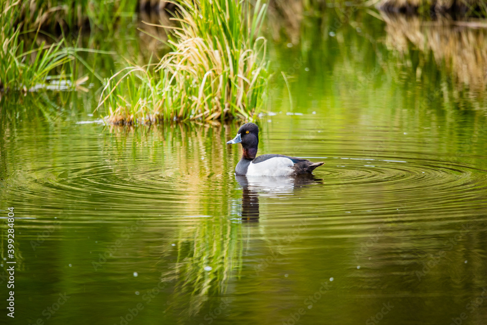 ring necked duck floating in pond ring necked duck floating in pond
