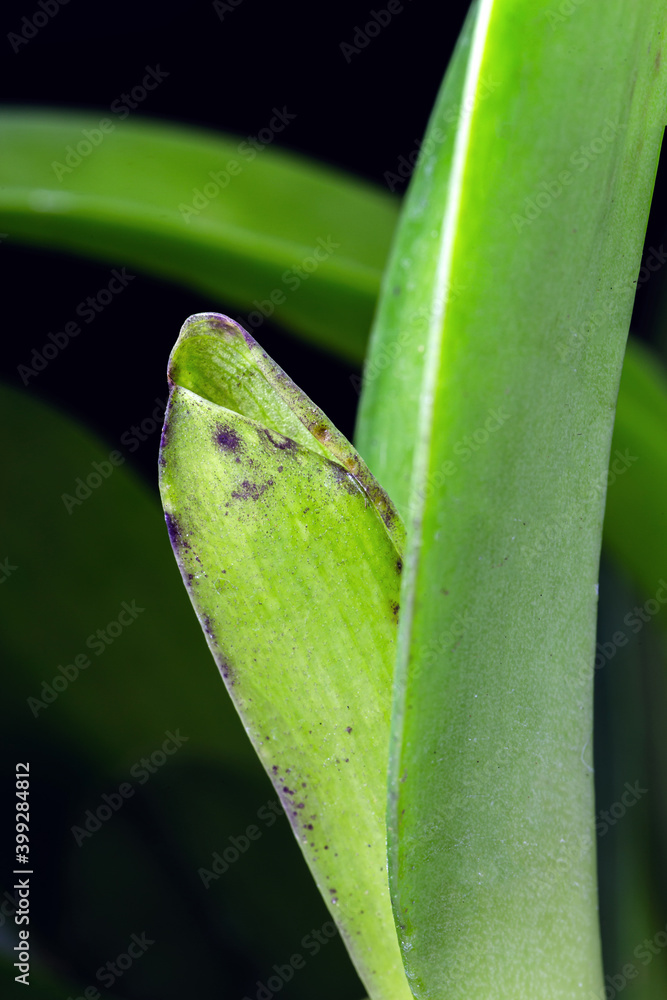 detail of orchid being born, Brazilian nursery, botany. Small bud of the flower being born, bract, leaf armpits and visible pseudo bulbs detail of orchid being born, Brazilian nursery, botany. Small bud of the flower being born, bract, leaf armpits and visible pseudo bulbs