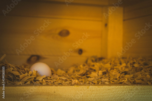Huevos de gallina dentro de el gallinero