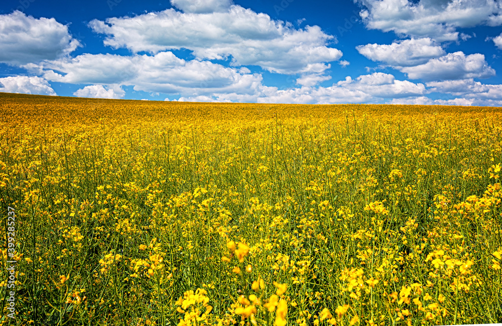 Obraz premium Nice field of rapeseed in spring
