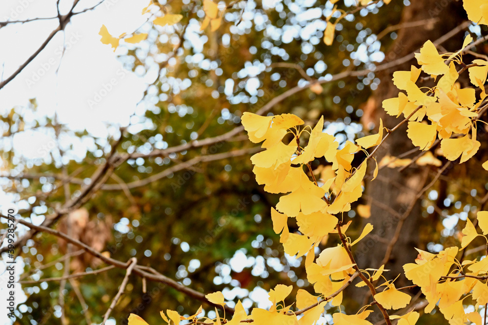 Fototapeta premium autumn leaves on a tree