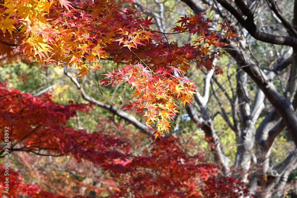 red maple leaves