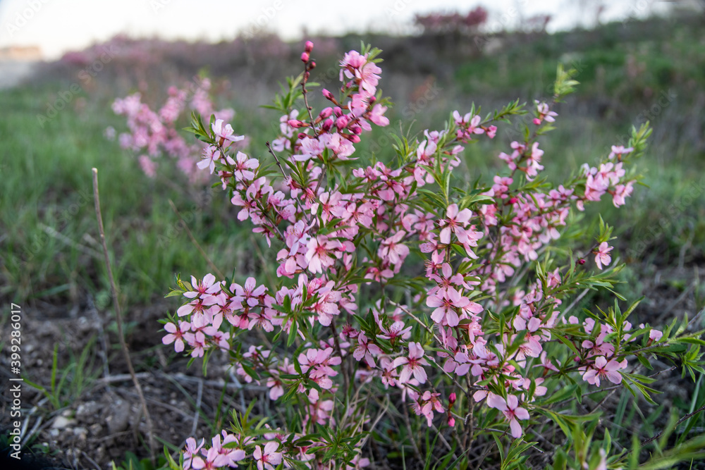 Fototapeta premium steppe almond blossom in spring