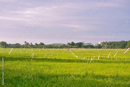 Green nature landscape with paddy rice field in Sabah, Malaysia