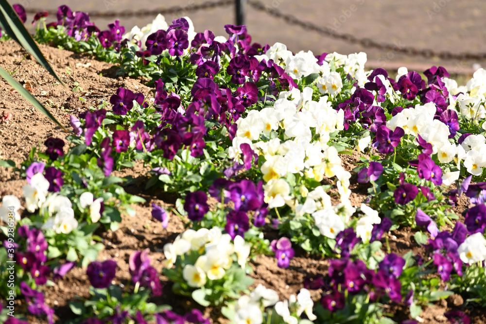 purple and white flowers purple and white flowers