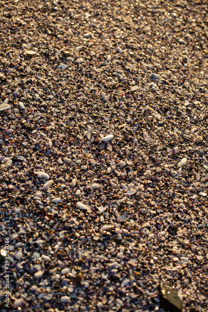 shells texture background, mussels, beach shells texture background, mussels, beach
