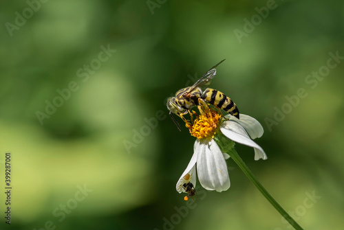  Bees searching for nectar on flowers in nature. © sakda