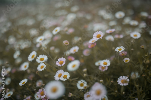 Flowers in a field