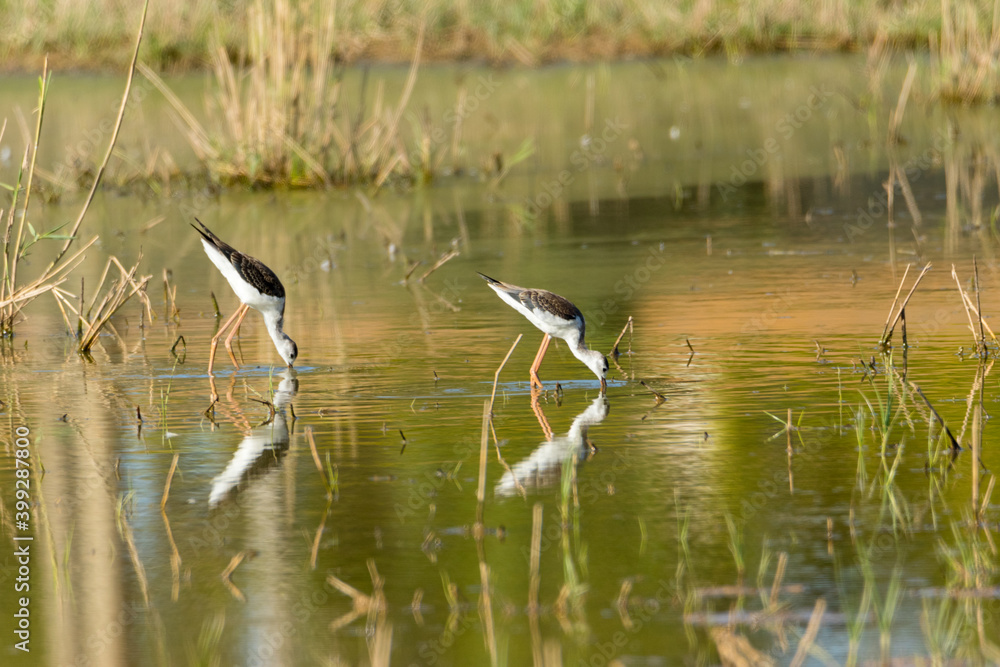 Stilts in synchrony Stilts in synchrony