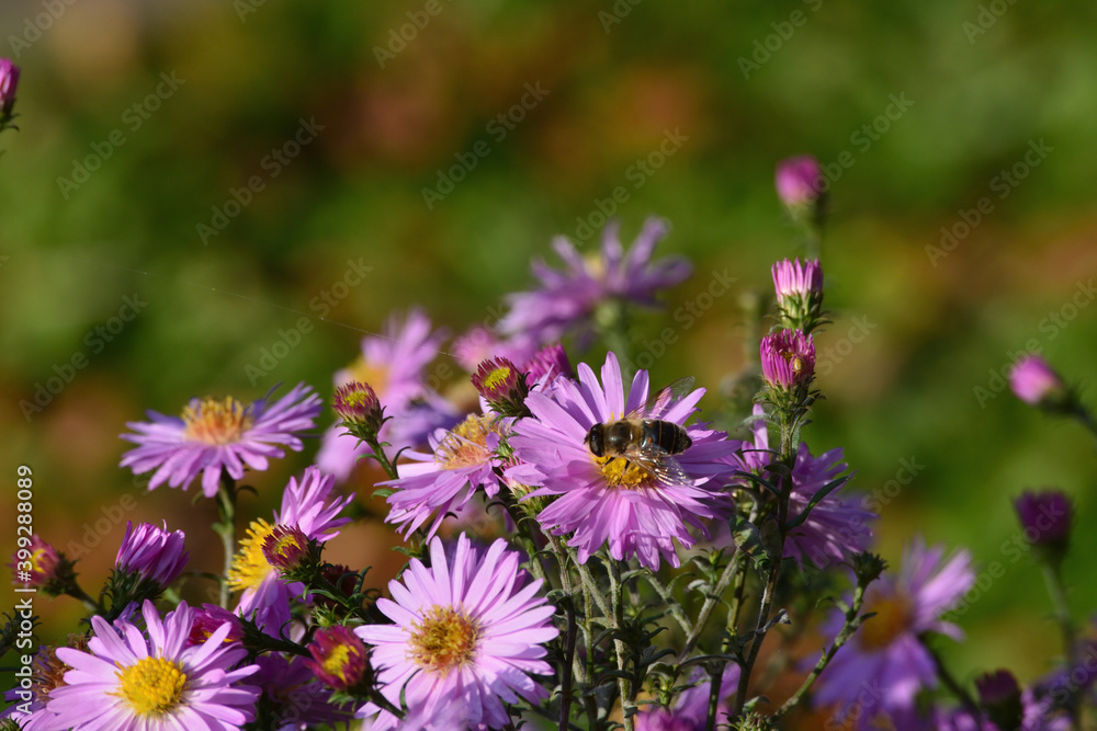 Pink daisies and a bee close-up on a green blurred background. View from above. Closeup Pink daisies and a bee close-up on a green blurred background. View from above. Closeup