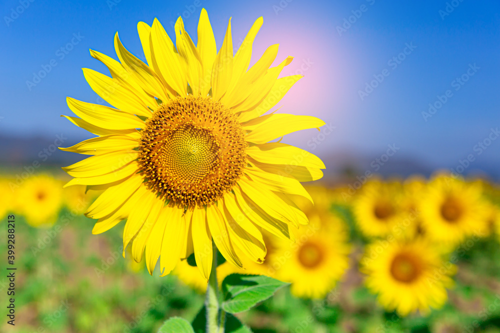 Sunflower blooming  with blue sky background ,nature concept