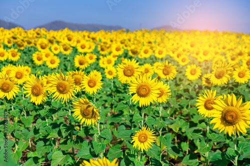 Sunflower garden blooming with blue sky background  nature concept