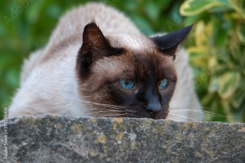Portrait of a chasing cat