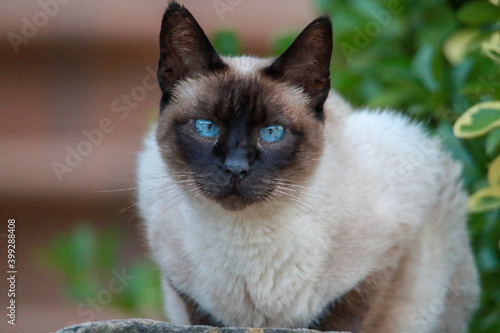 Portrait of a cat