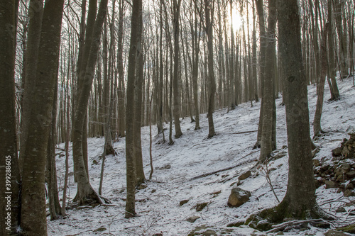 Snow cover in the forest