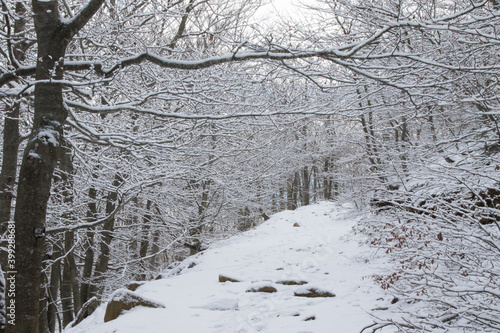 Snow road between the trees