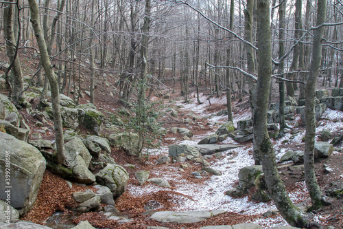 Snow in the forest