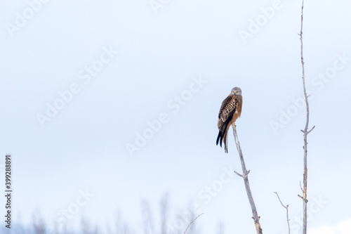 Red kite in a winter tree