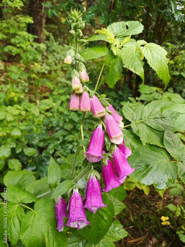 Digitalis purpurea, foxglove, poisonous and toxic flower. Digitalis purpurea, foxglove, poisonous and toxic flower.