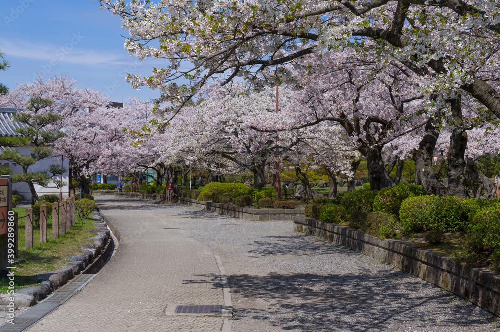 滋賀長浜豊公園の桜
