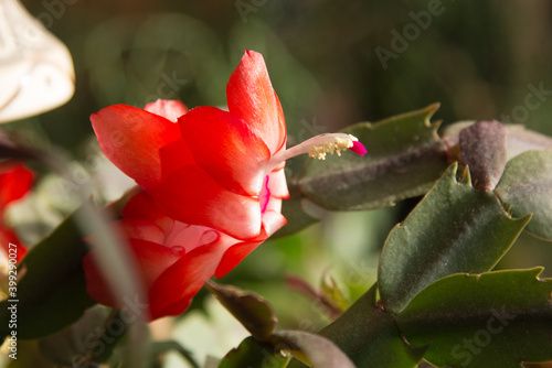 Red Schlumberger flower in bright autumn sun photo