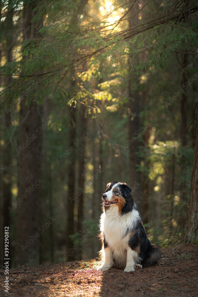 dog in nature. Beautiful forest, light, sunset. Australian Shepherd in the background of a beautiful landscape. Pet for a walk