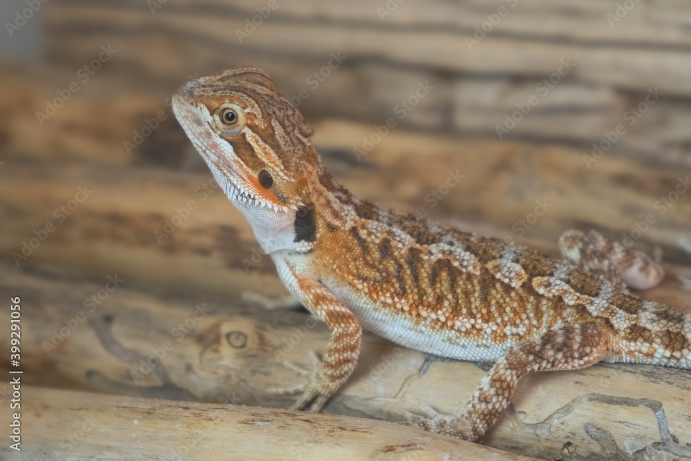 Baby of bearded agama dragon is sitting on log in his terrarium and looking at camera, side view. Exotic domestic animal, pet. The content of the lizard at home. Eating cockroach. Baby of bearded agama dragon is sitting on log in his terrarium and looking at camera, side view. Exotic domestic animal, pet. The content of the lizard at home. Eating cockroach.