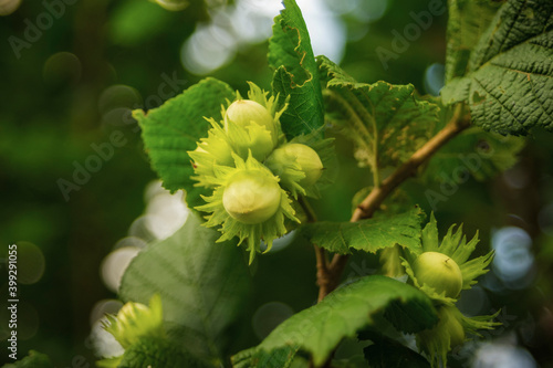 hazelnut grows   on the tree