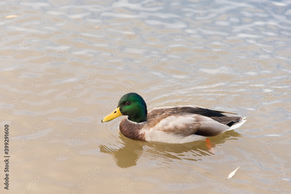 Young mallard duck swims on the water of the city pond Young mallard duck swims on the water of the city pond