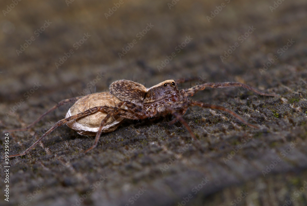 Small brown spider guarding its cocoon Small brown spider guarding its cocoon