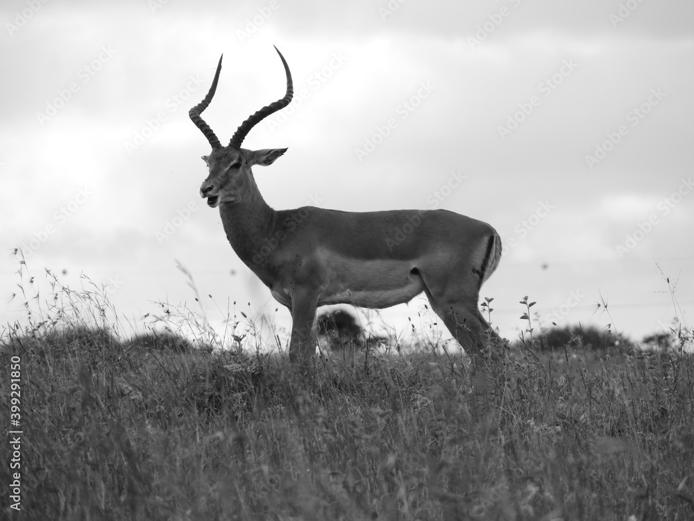 Obraz premium Antelope-Nairobi National Park